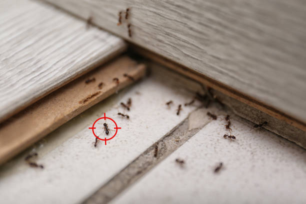 Reliable Lamoni, IA Pest Control Solutions
