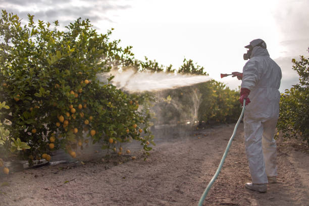 Best Termite Control Services  in Lamoni, IA